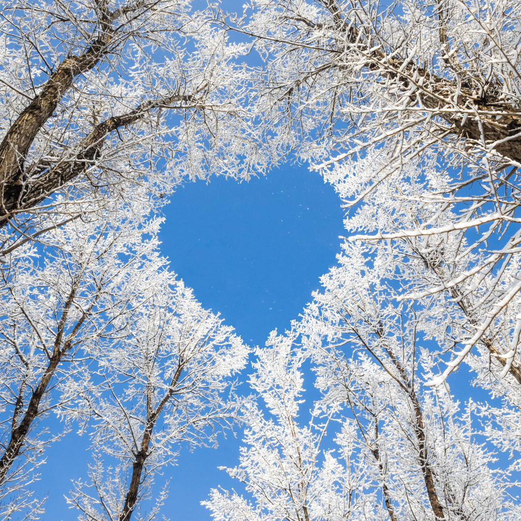 Кроны покрытых инеем деревьев воздают сердце на фоне голубого неба