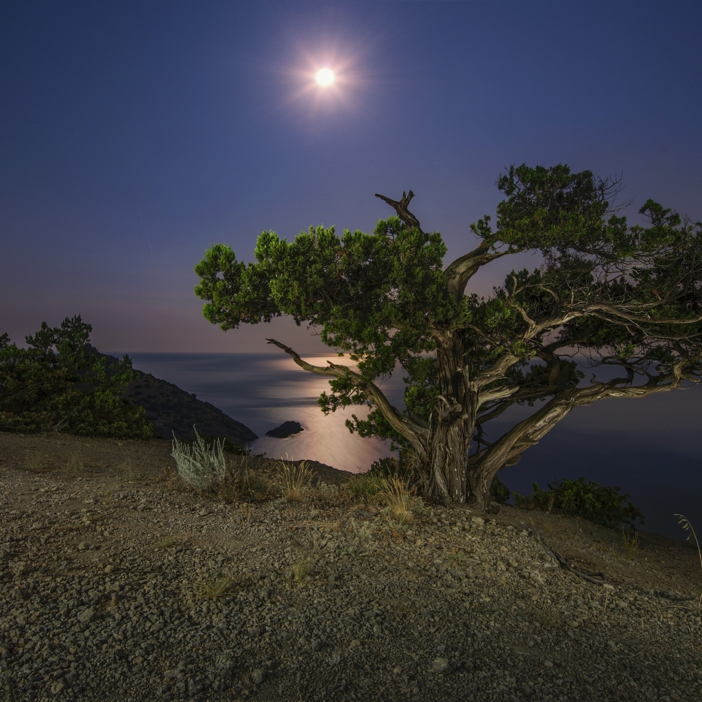 Большое зеленое дерево на берегу утеса при свете луны ночью