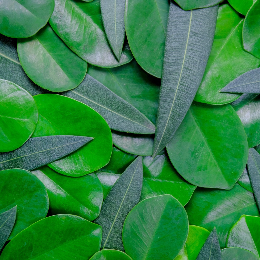 Много зеленых листьев крупным планом