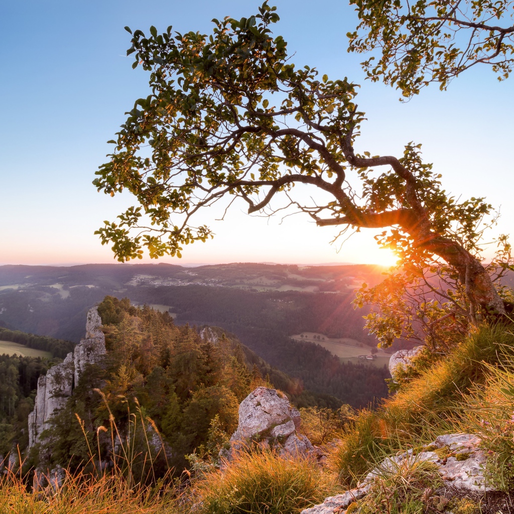 Дерево на краю утеса на рассвете