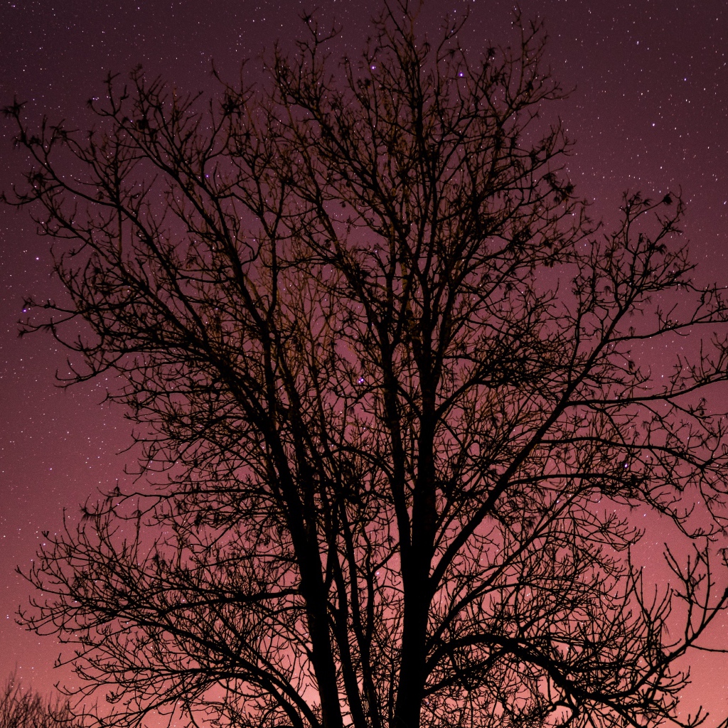 Дерево без листьев на фоне звездного неба 