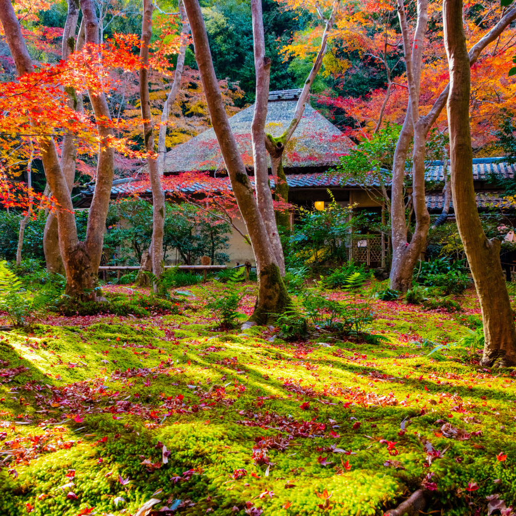 Осень в парке, Киото. Япония