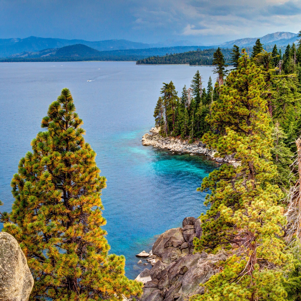 Красивое побережье покрыто зелеными соснами 