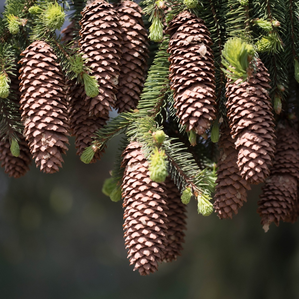 Большие шишки на зеленых ветках ели