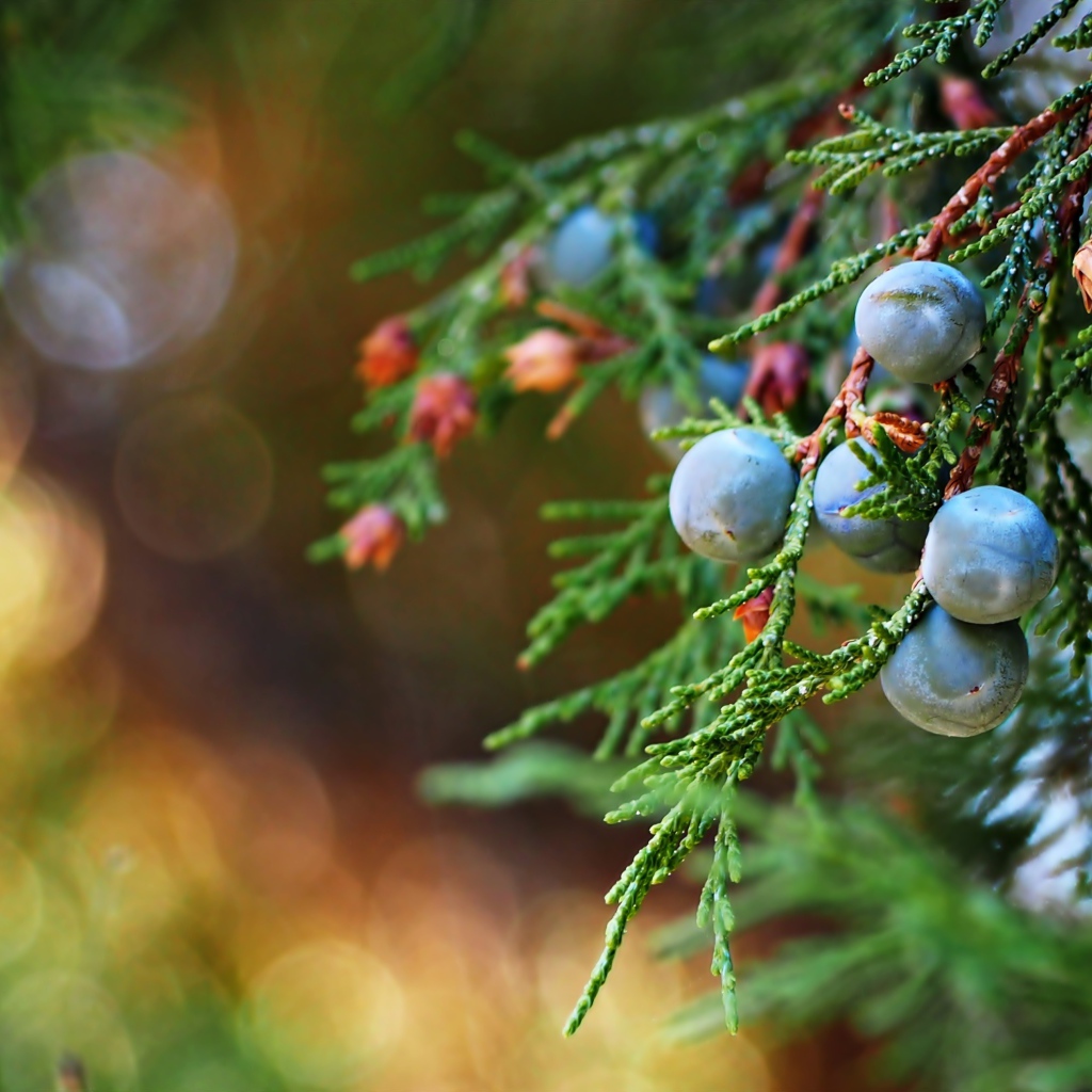 Синие ягоды можжевельника на зеленой ветке