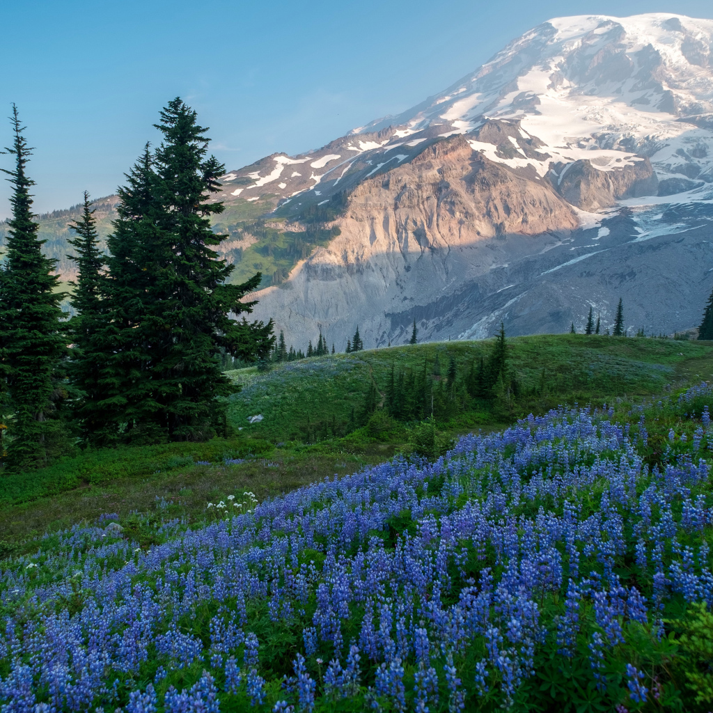 Голубые цветы люпина в лесу на фоне гор