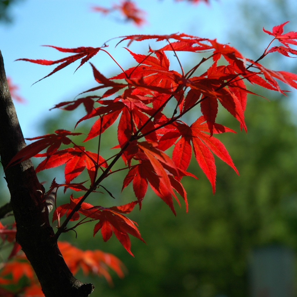 Ветка с красными листьями на дереве 