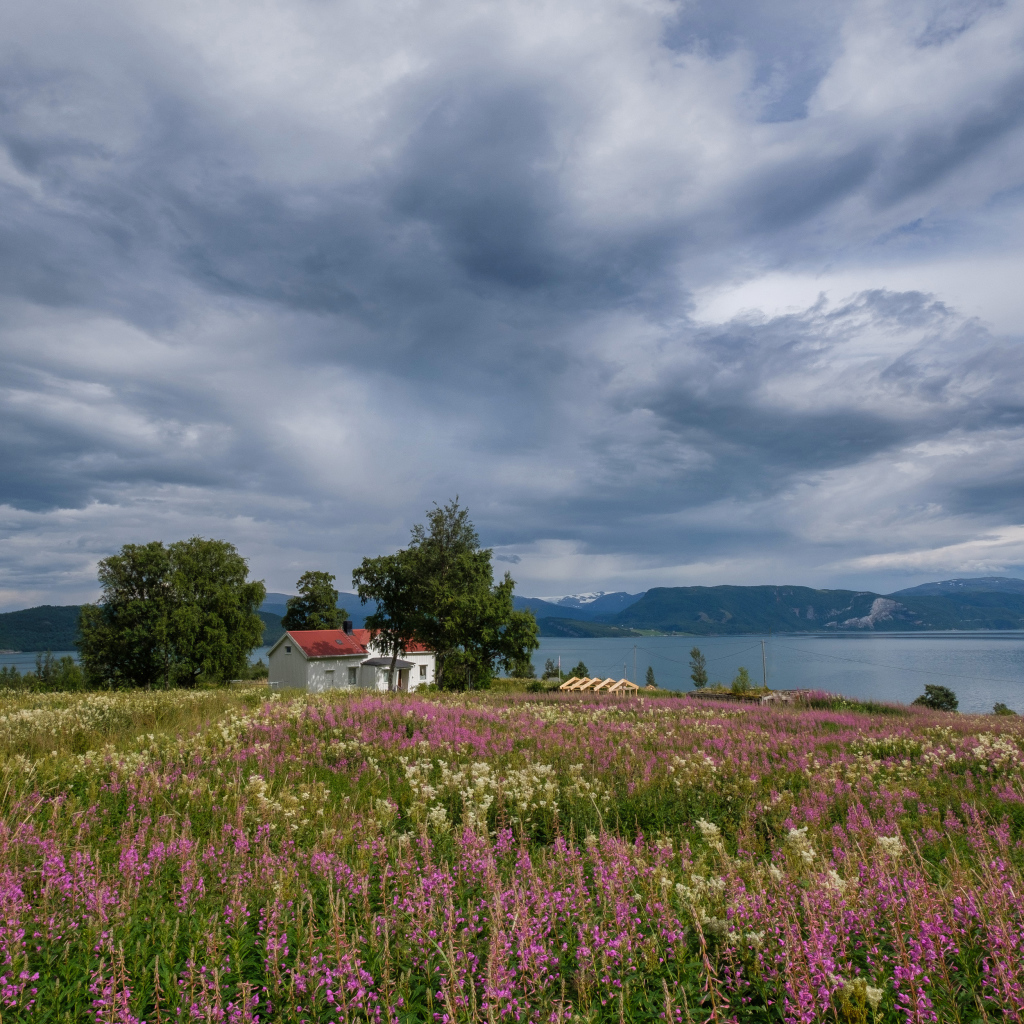 Пасмурное небо над озером и полем с красивыми цветами 
