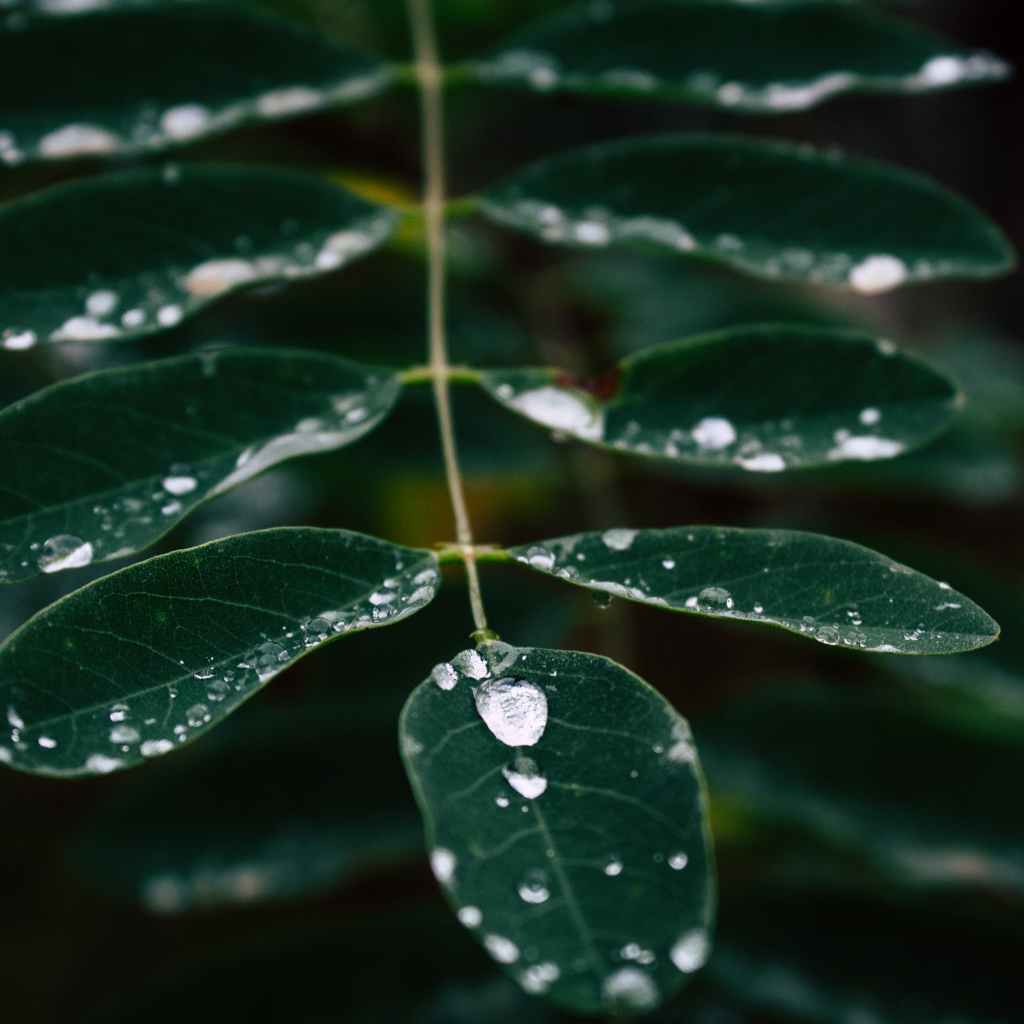 Капли дождя стекают по зеленому листу