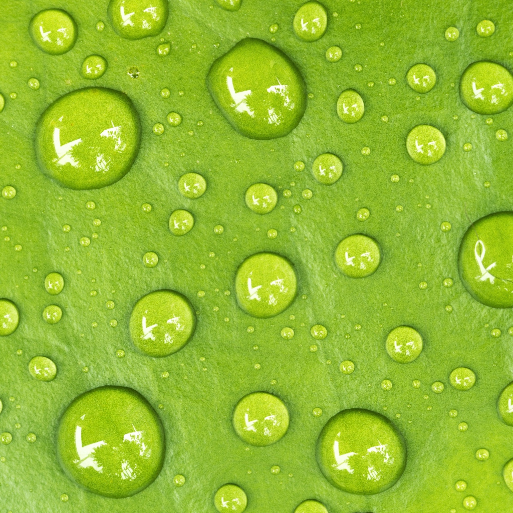 Капли на зеленом листе крупным планом