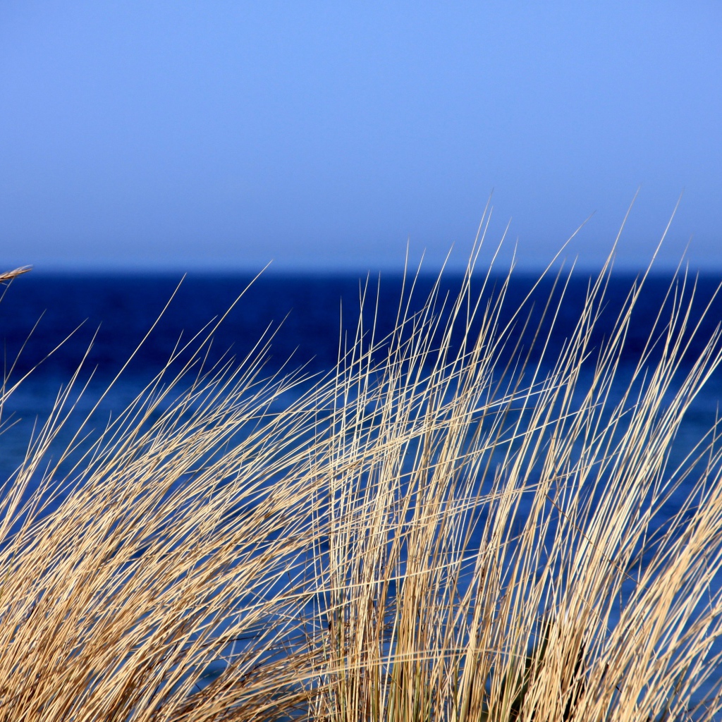 Сухая трава на фоне голубого горизонта