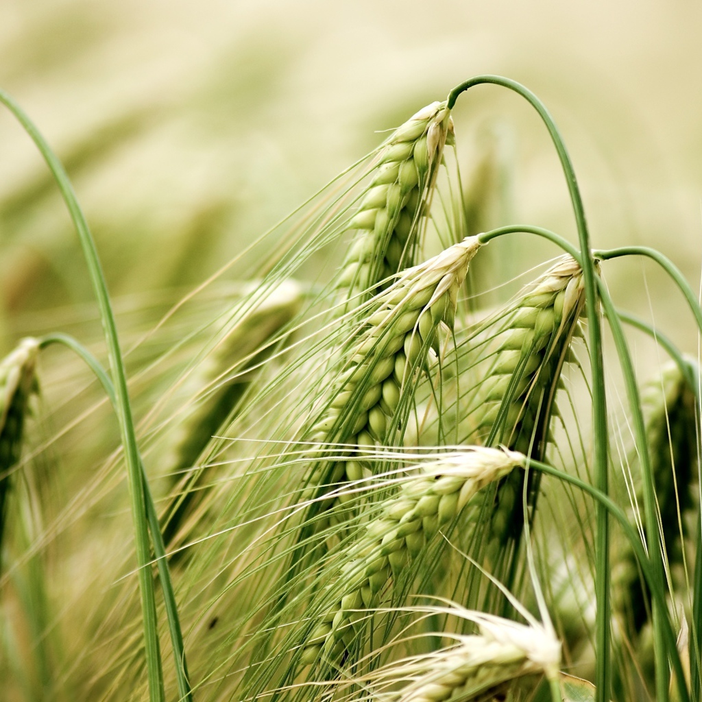 Зеленые колосья пшеницы крупным планом