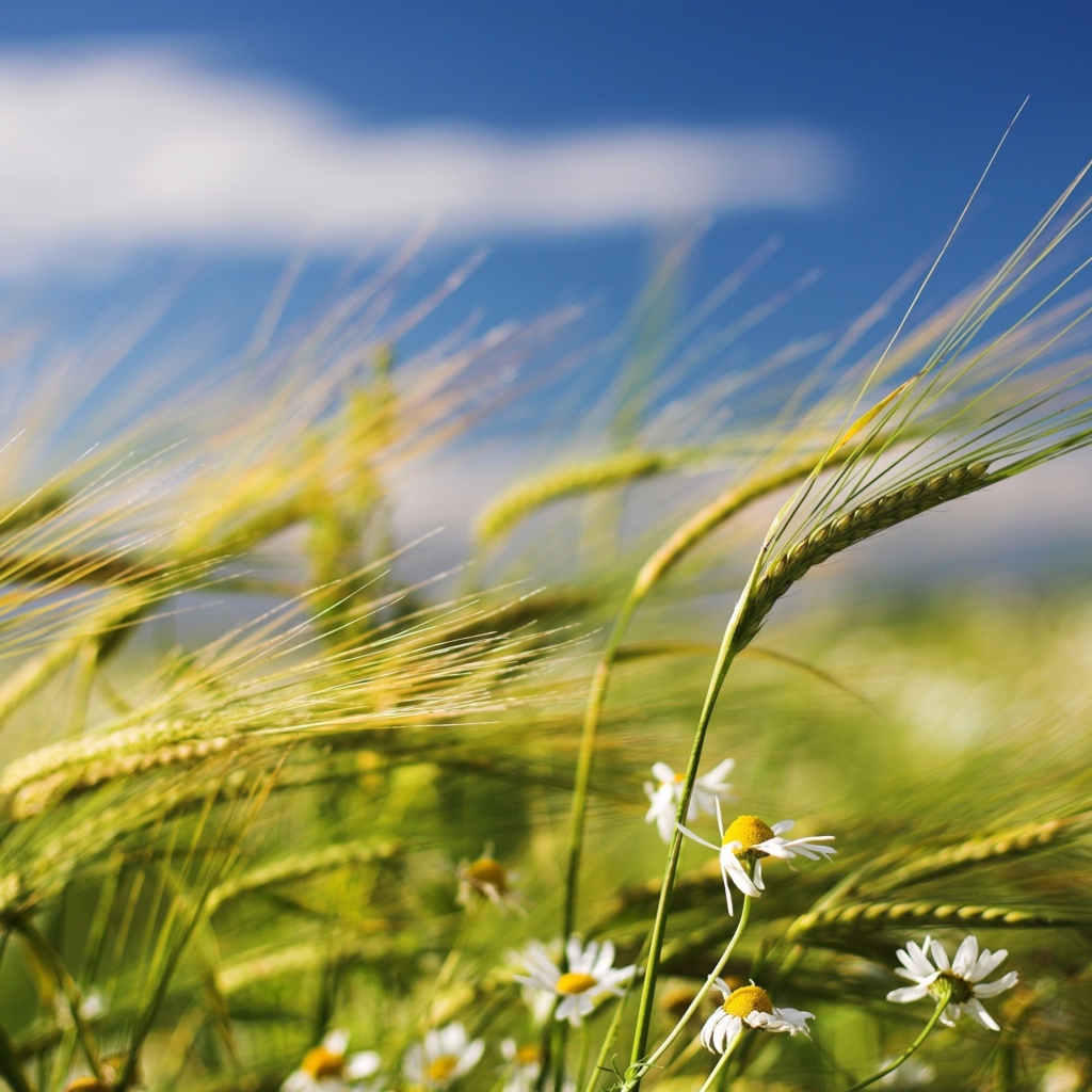 Зеленые колосья пшеницы с ромашками на фоне голубого неба 