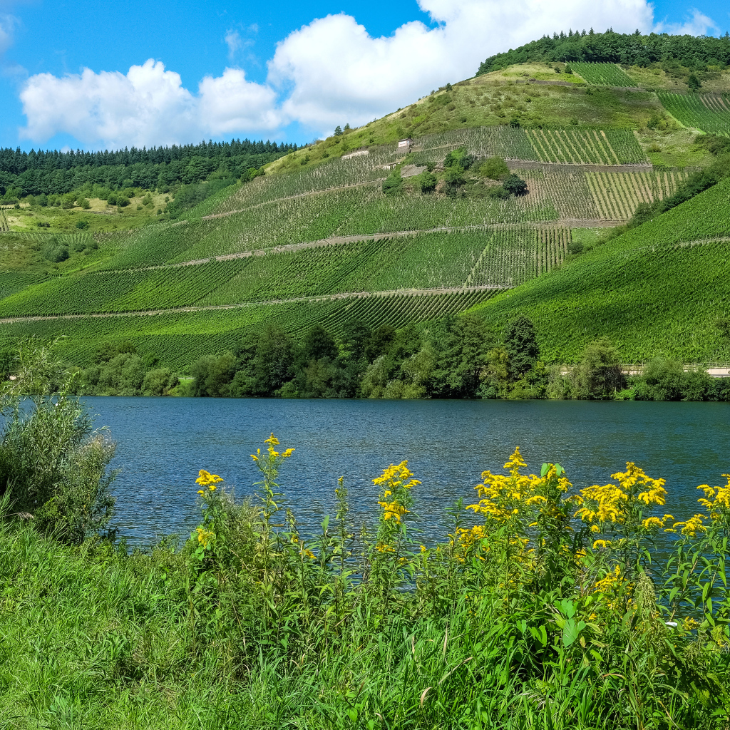 Зеленые поля на фоне реки