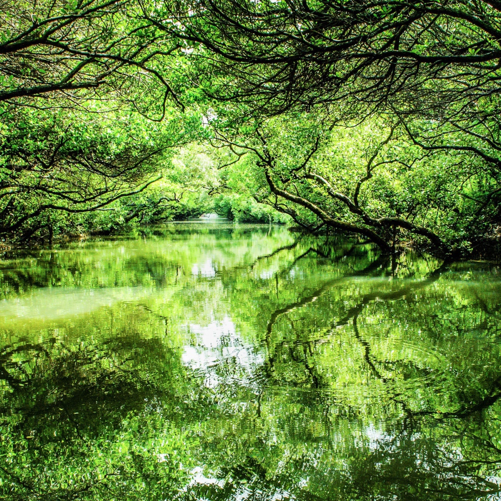 Зеленые деревья отражаются в реке