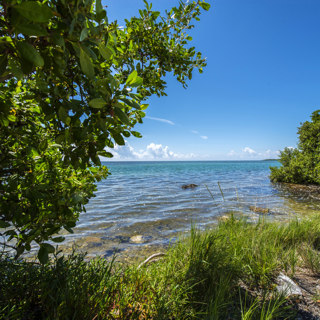 Зеленые деревья на побережье Флориды