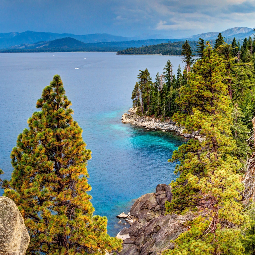 Высокие зеленые сосны на берегу озера