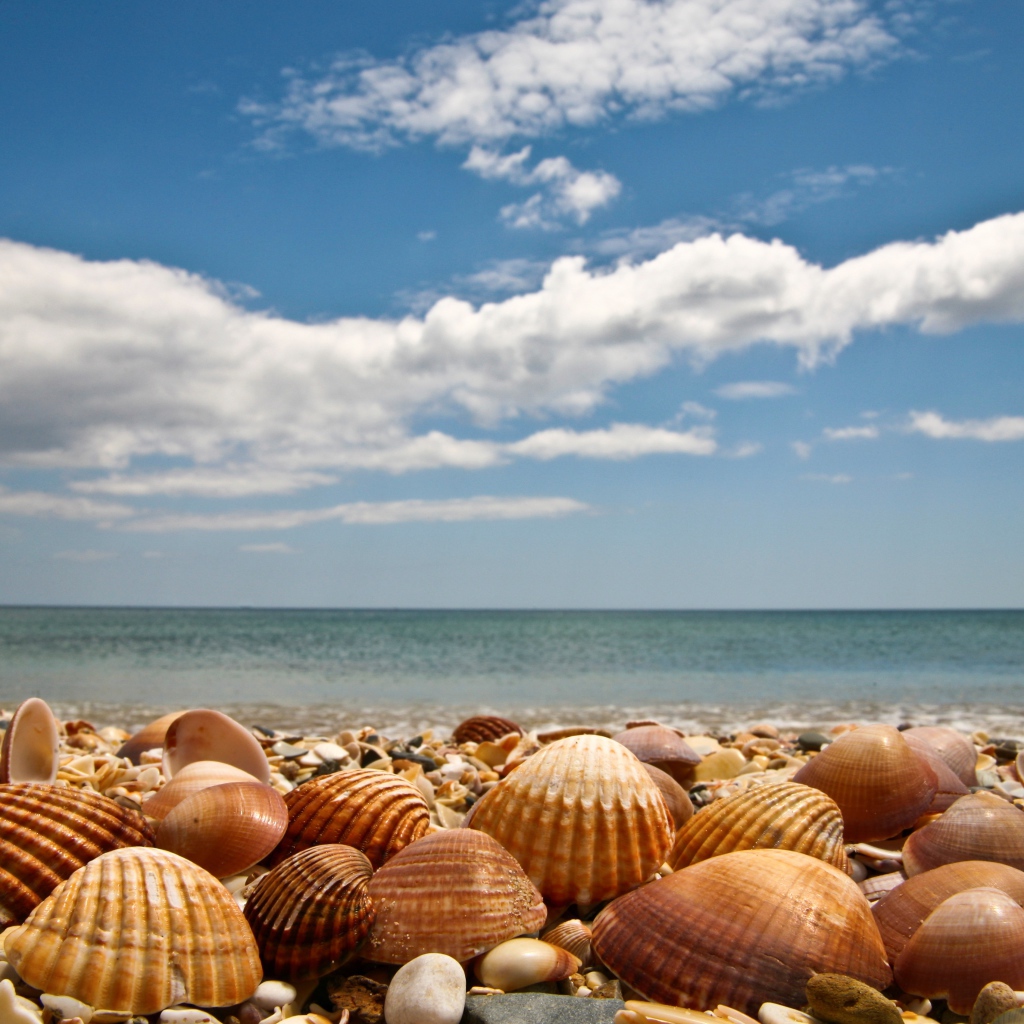 Большие ракушки на берегу моря под голубым небом с белыми облаками