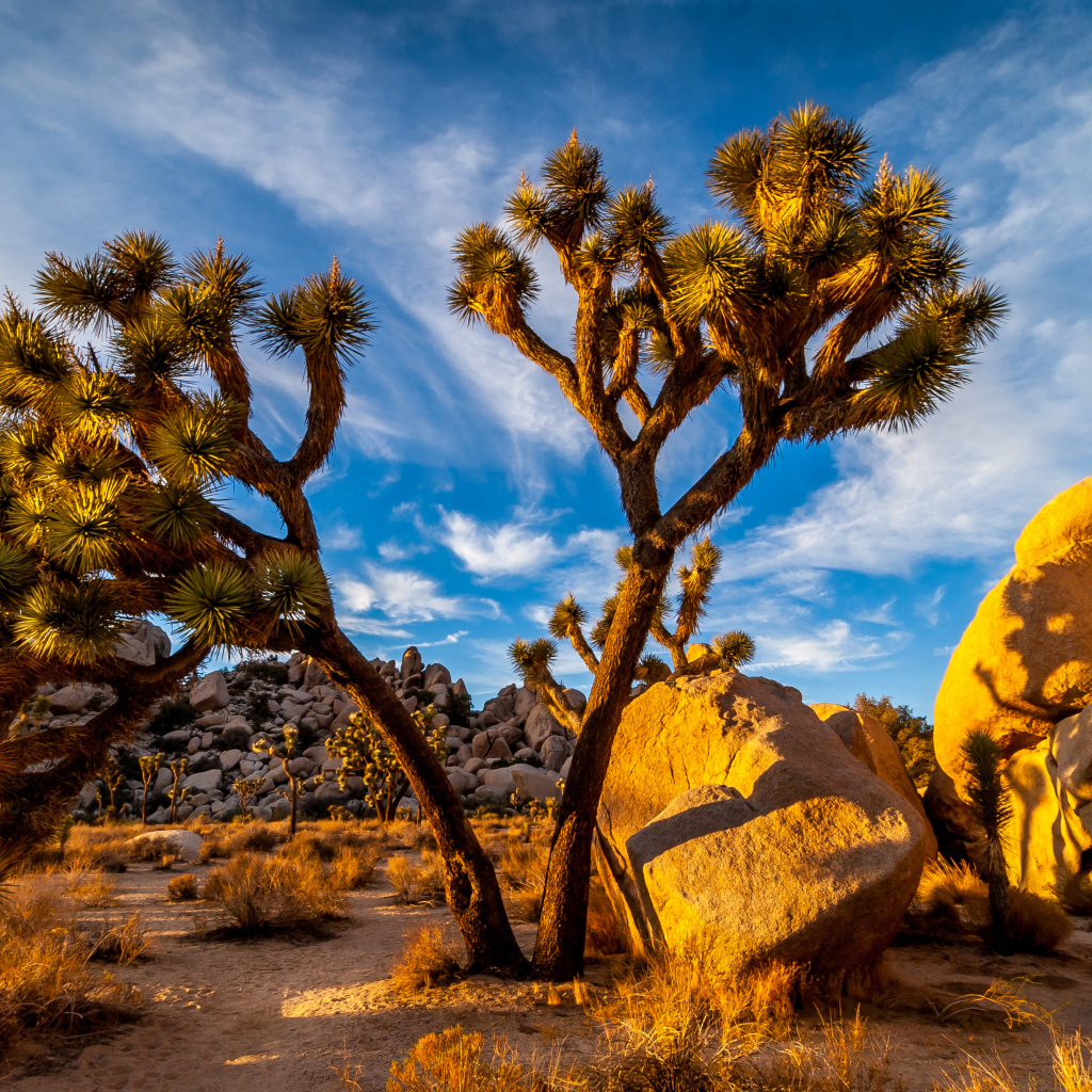 Большие тропические кактусы под голубым небом, США