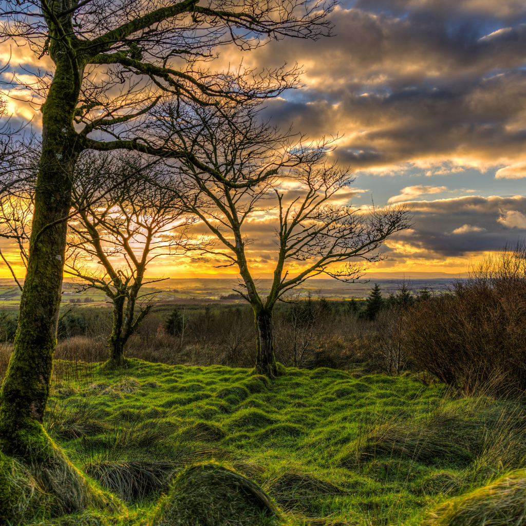 Покрытые мхом деревья на закате солнца
