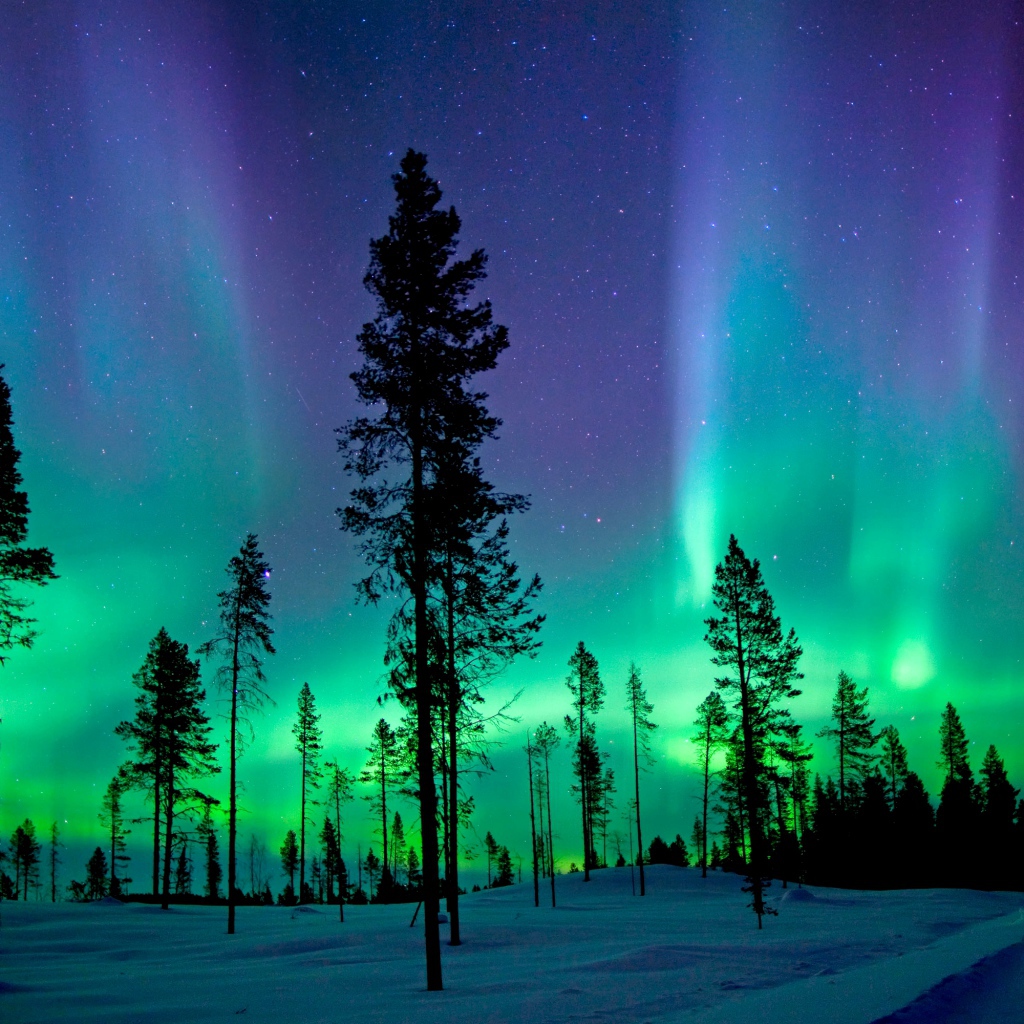 Северное сияние над заснеженным сосновым лесом