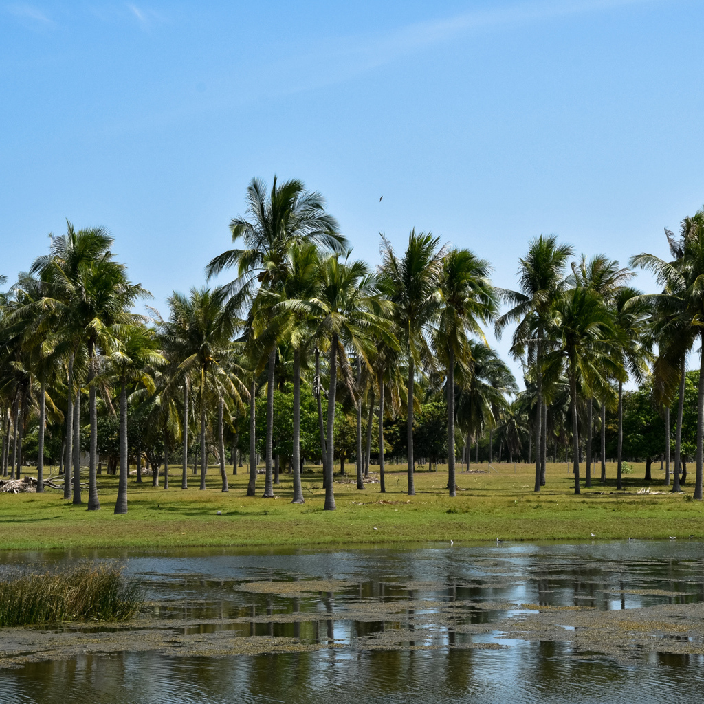 Пальмы на берегу у воды, Таиланд