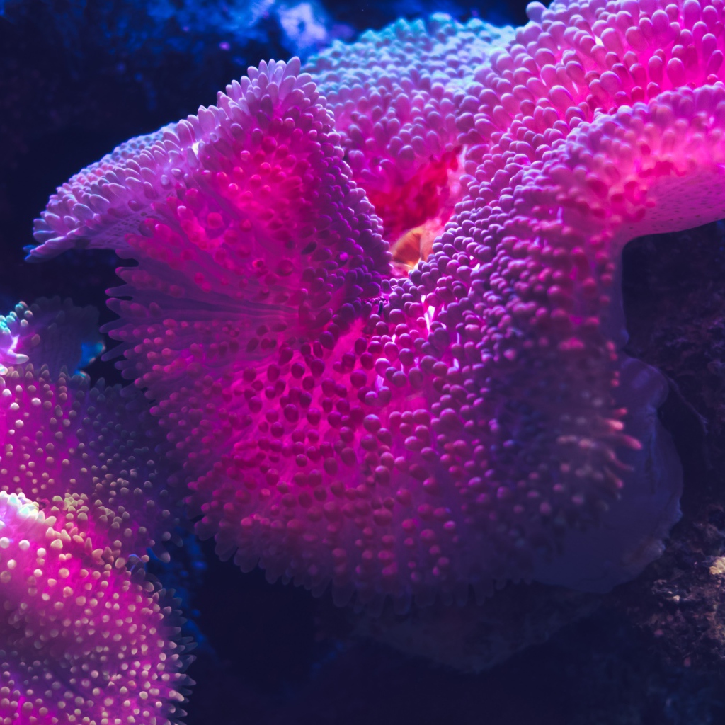 Розовый коралл под водой 