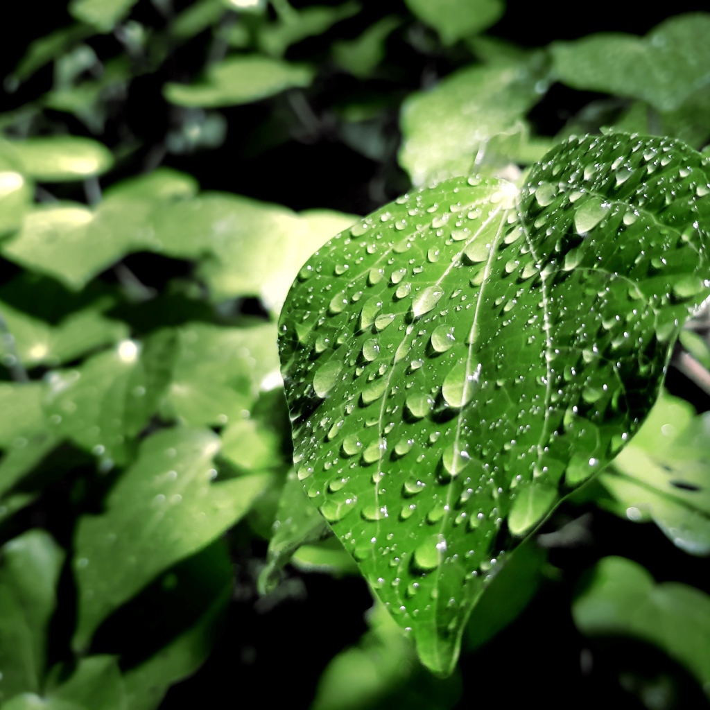 Капли дождя на зеленых листьях 