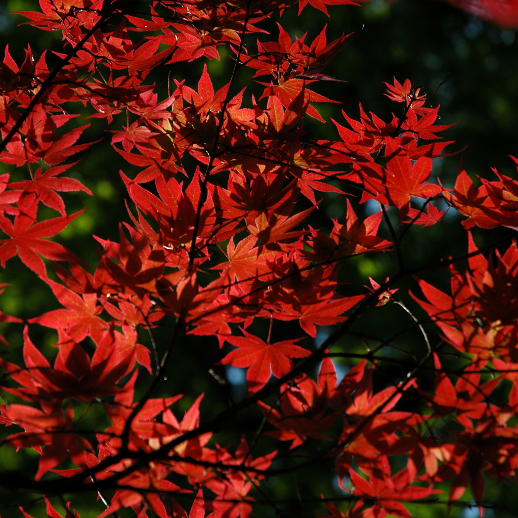 Красные листья на дереве осенью