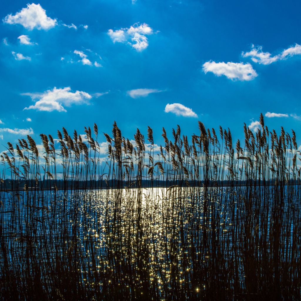 Камыш в реке под красивым голубым небом