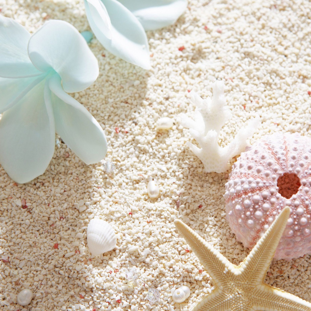 Ракушки и цветок плюмерии на белом песке