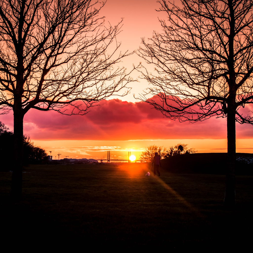 Силуэты деревьев на фоне яркого солнца