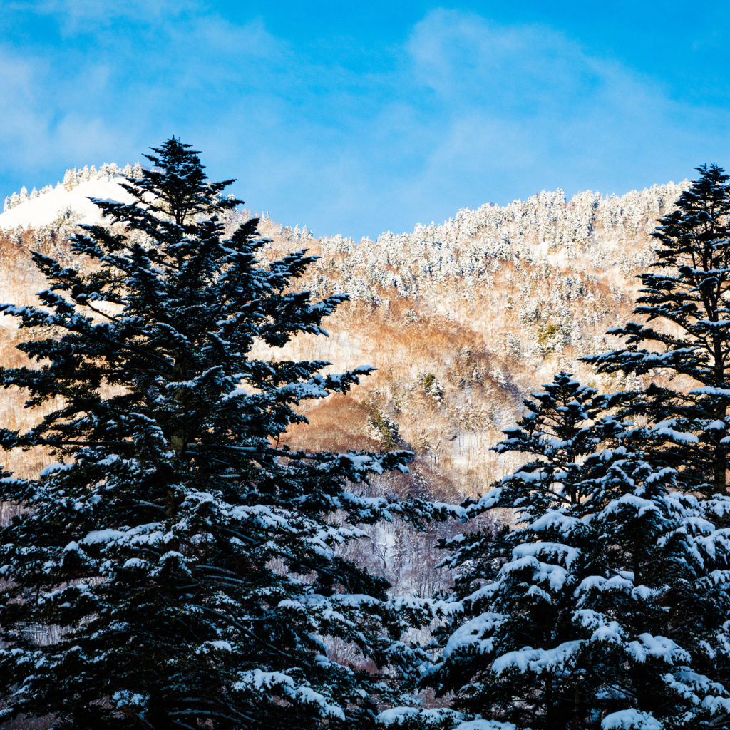 Заснеженные ели на фоне гор под голубым небом