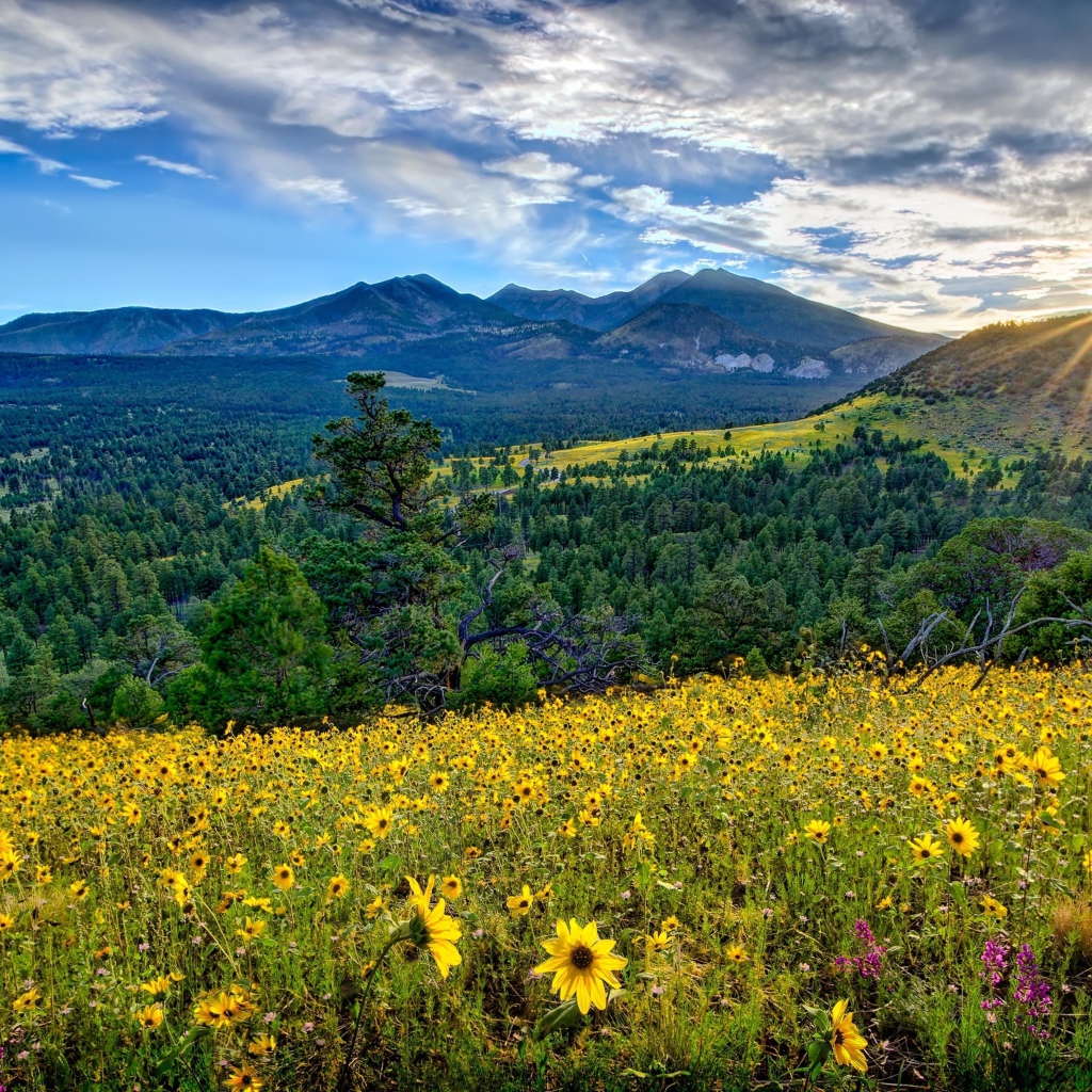 Восход солнца над горами, лесом и полем с желтыми цветами