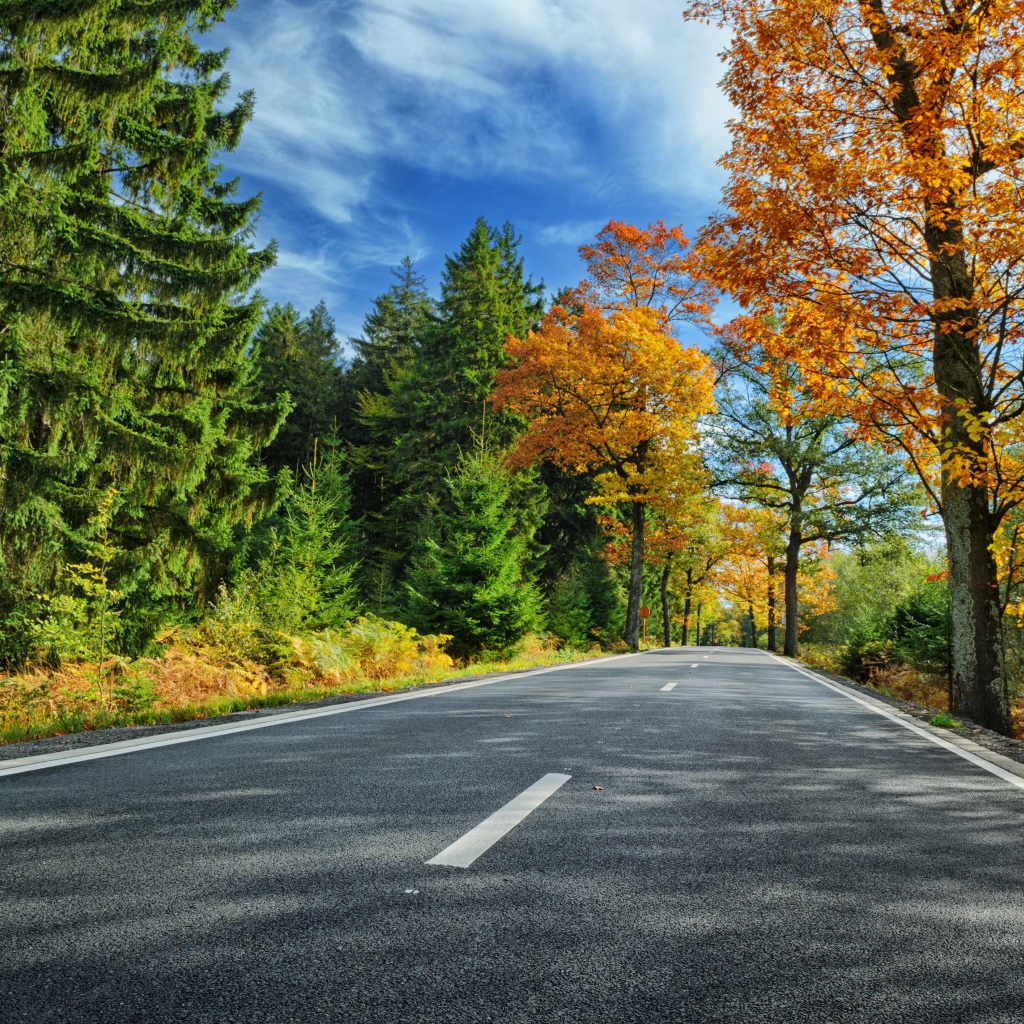 Высокие зеленые ели и деревья с желтыми листьями у дороги под голубым небом