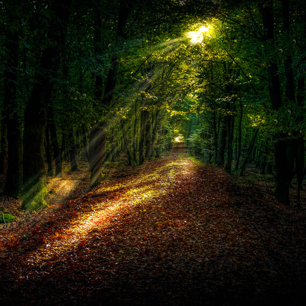 Яркое солнце пробивается на лесную дорогу покрытую желтыми листьями