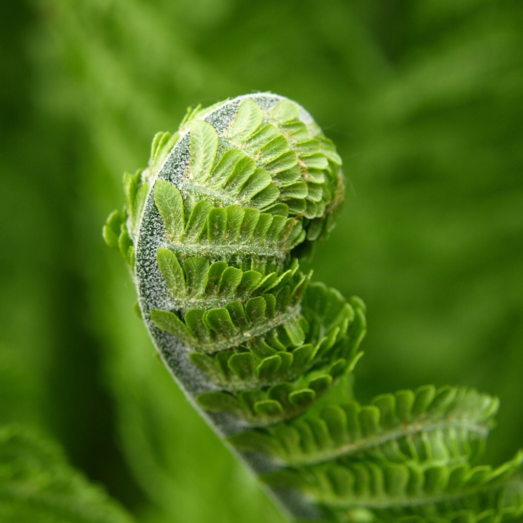 Зеленый лист папоротника распускается весной