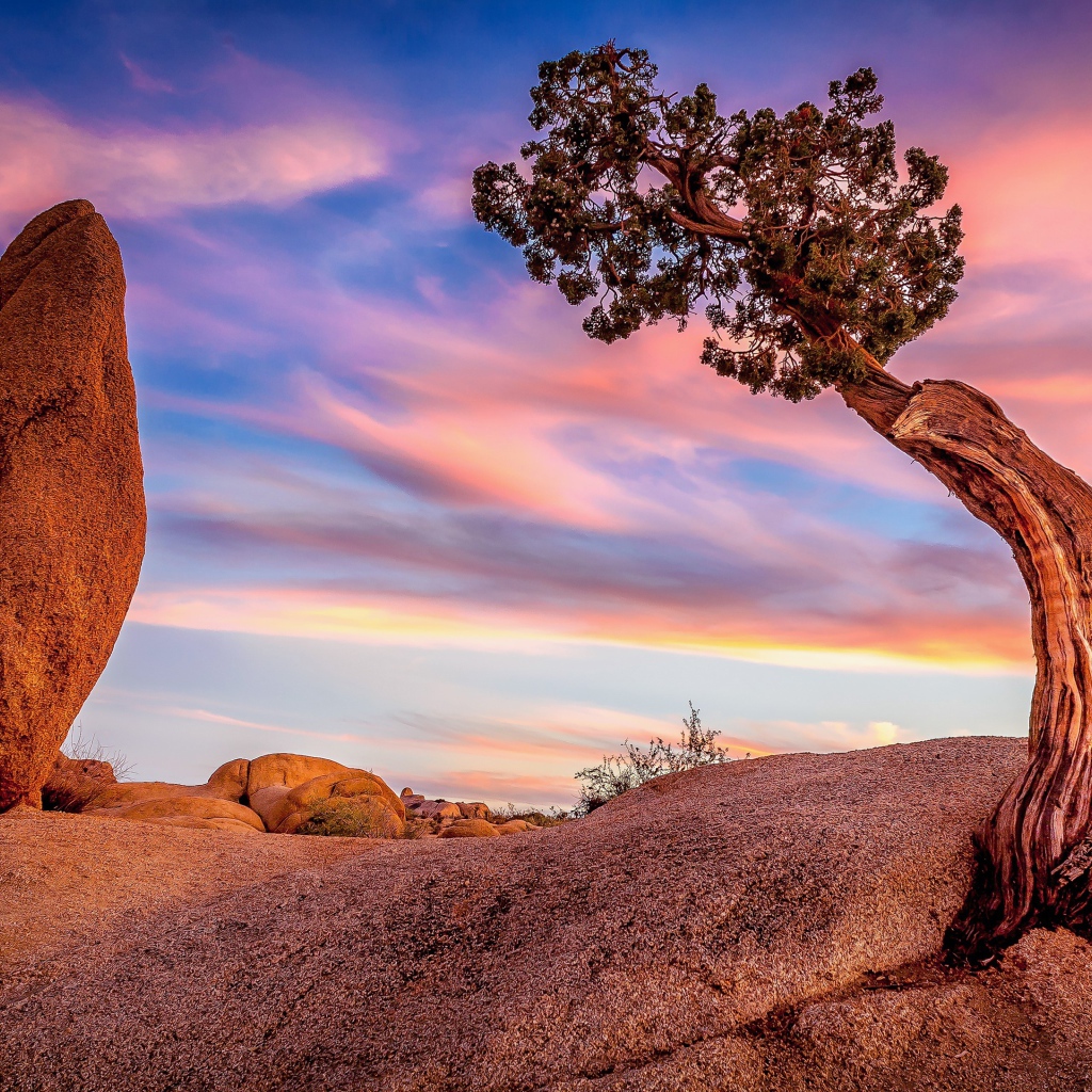 Природа национального парка Джошуа-Три, Калифорния. США