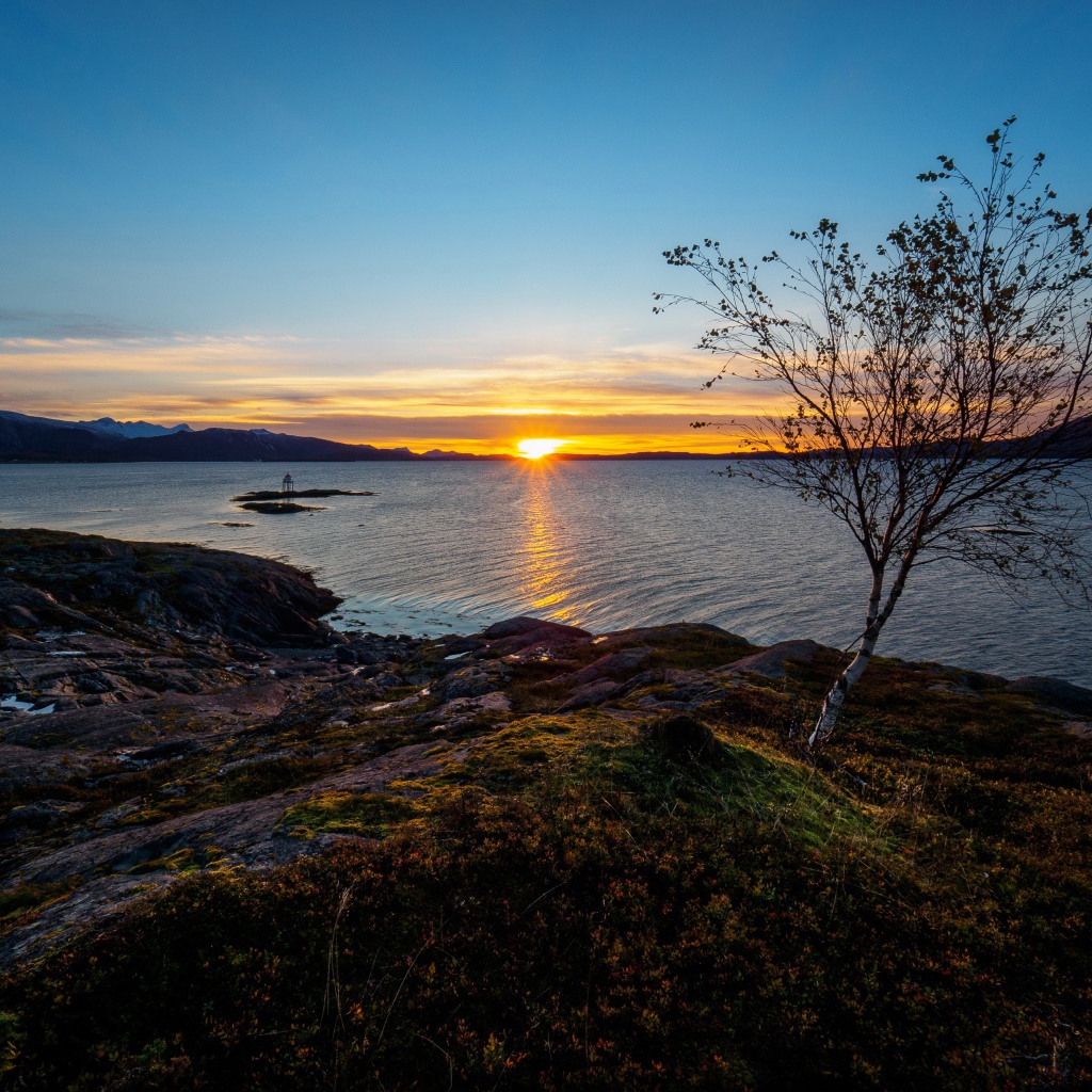 Тонкая береза ​​на скалистом берегу моря на закате под голубым небом
