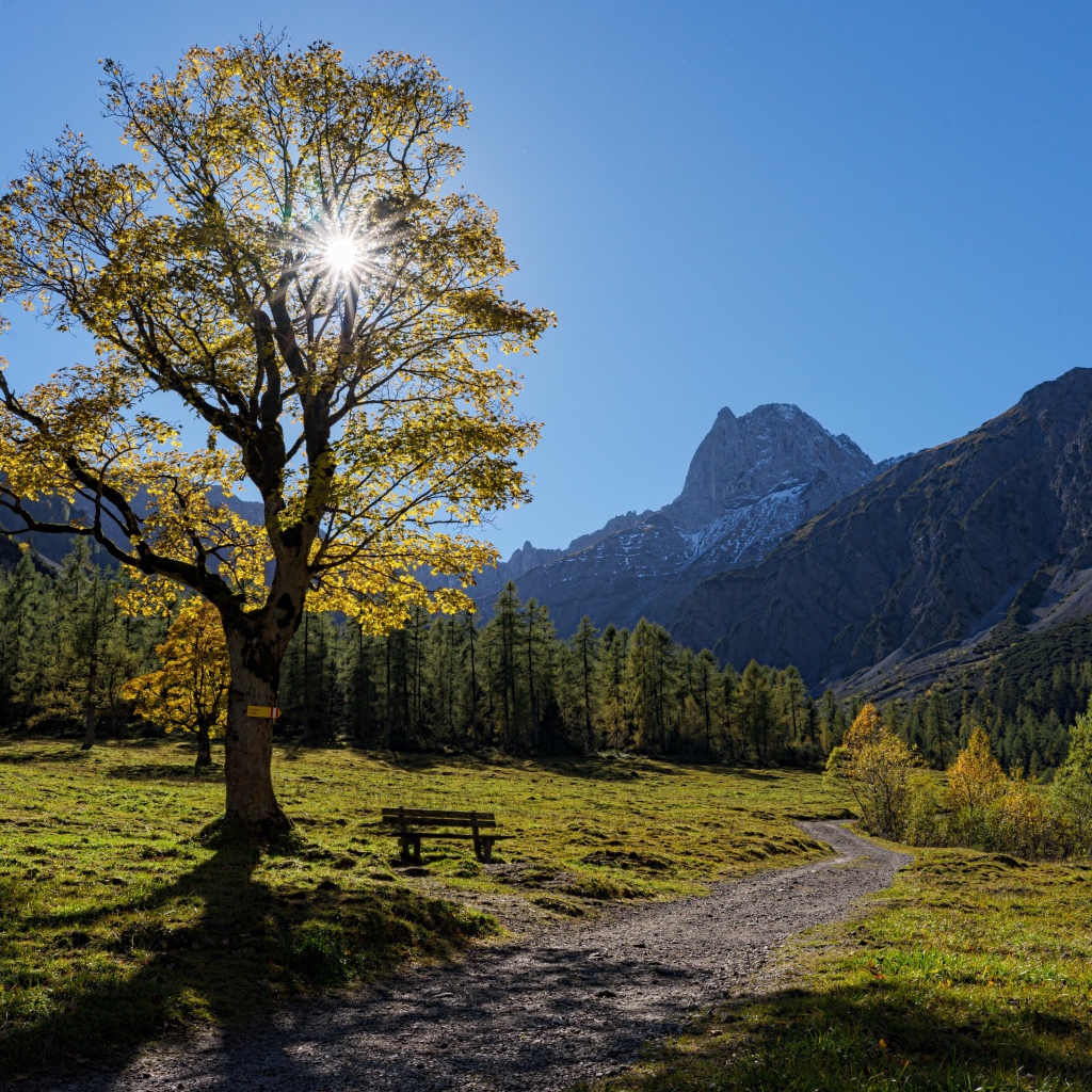 Дерево с зелеными листьями в лучах солнца на фоне гор