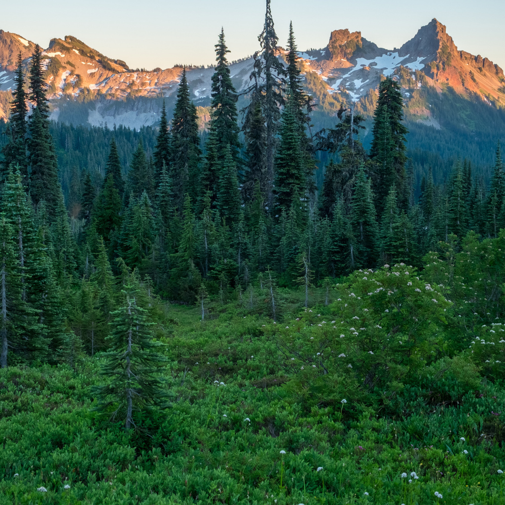 Вид на зеленый хвойный лес и верхушки гор в лучах восходяшего солнца