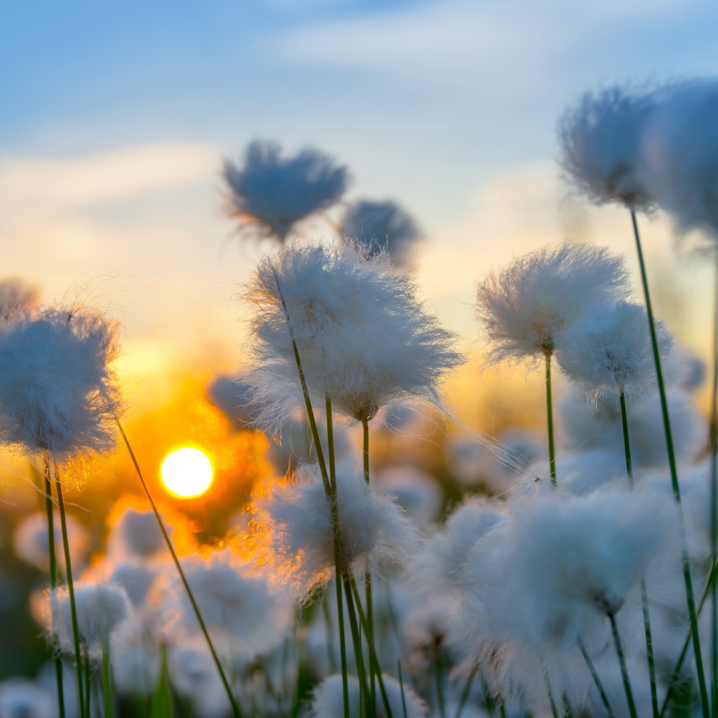 Белый хлопок на закате солнца