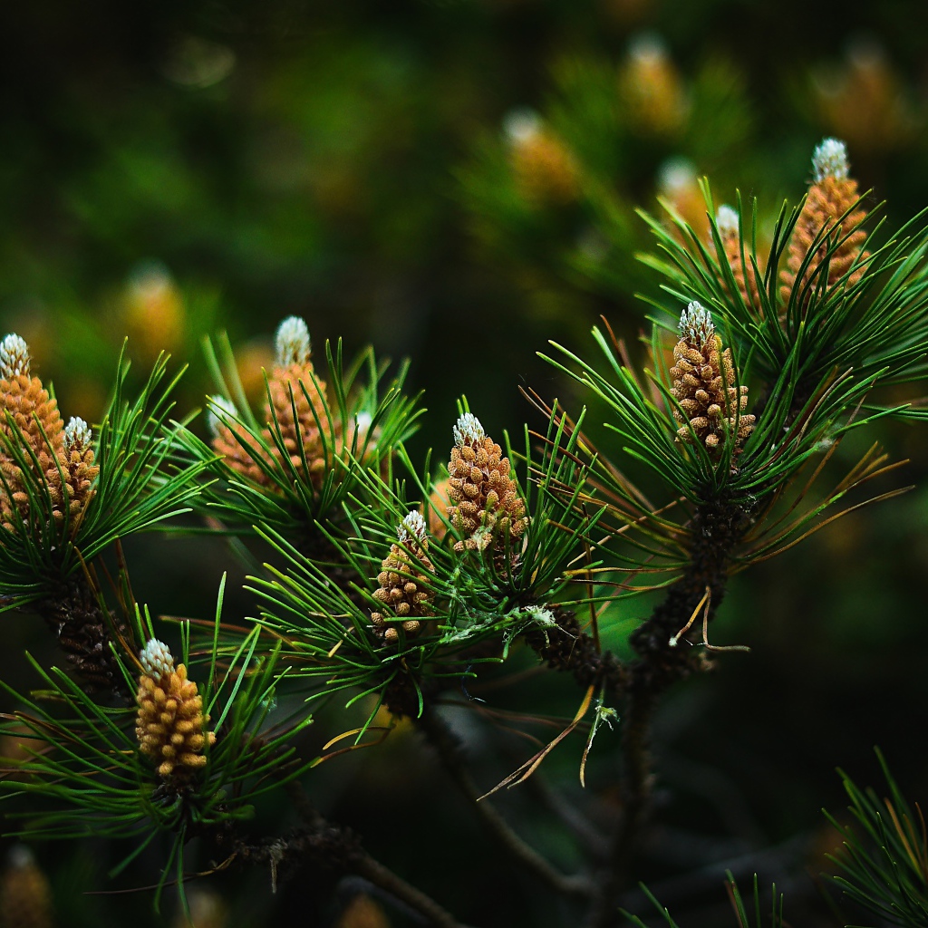 Young pine cones with green needles on branches