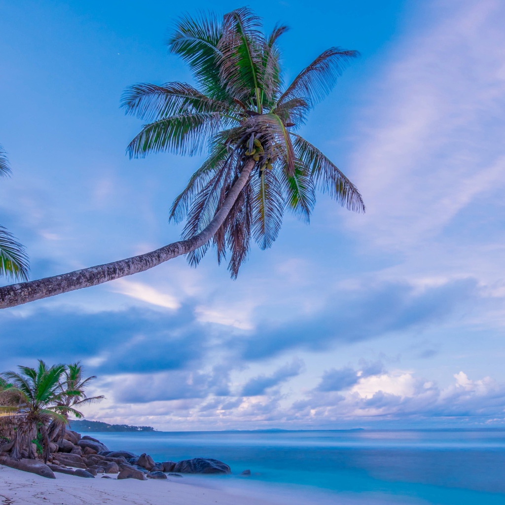 Большая пальма на тропическом пляже на фоне красивого неба