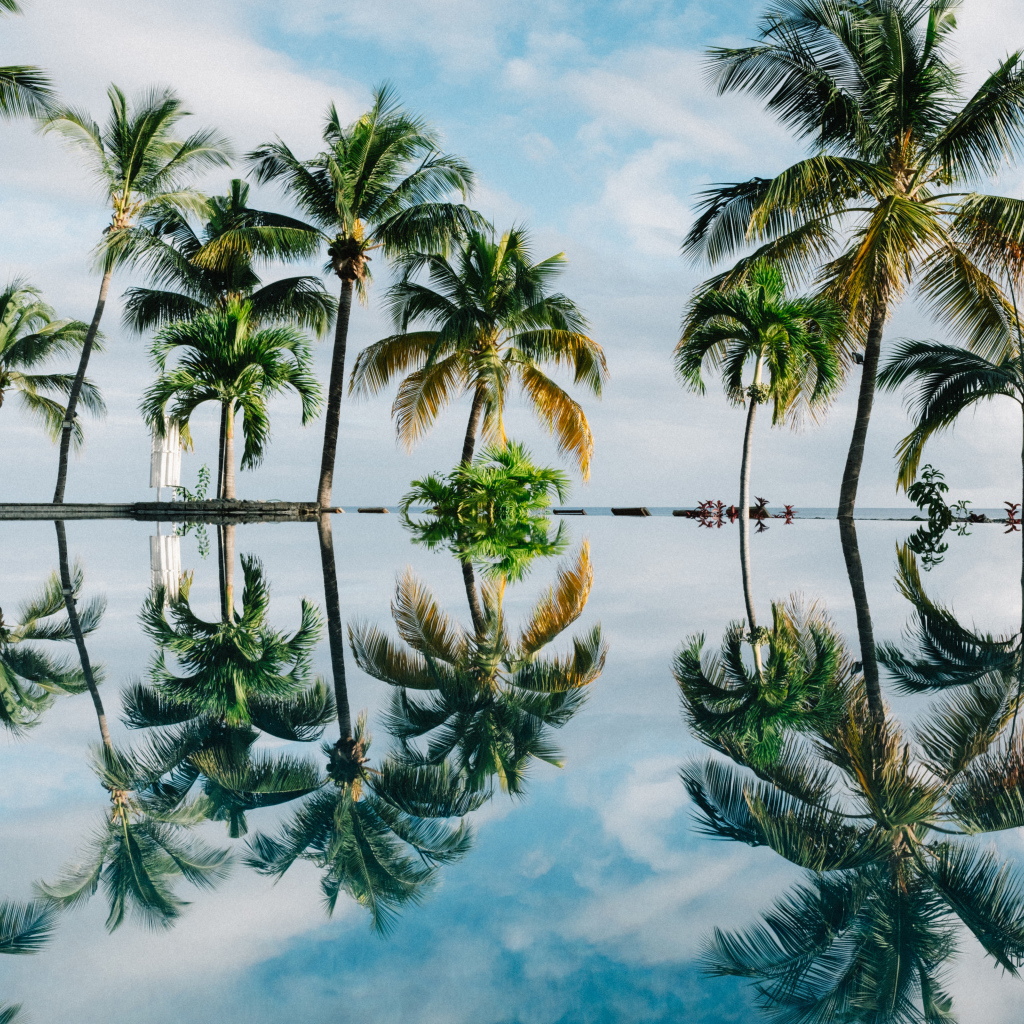 Зеленые пальмы отражаются в воде на пляже 