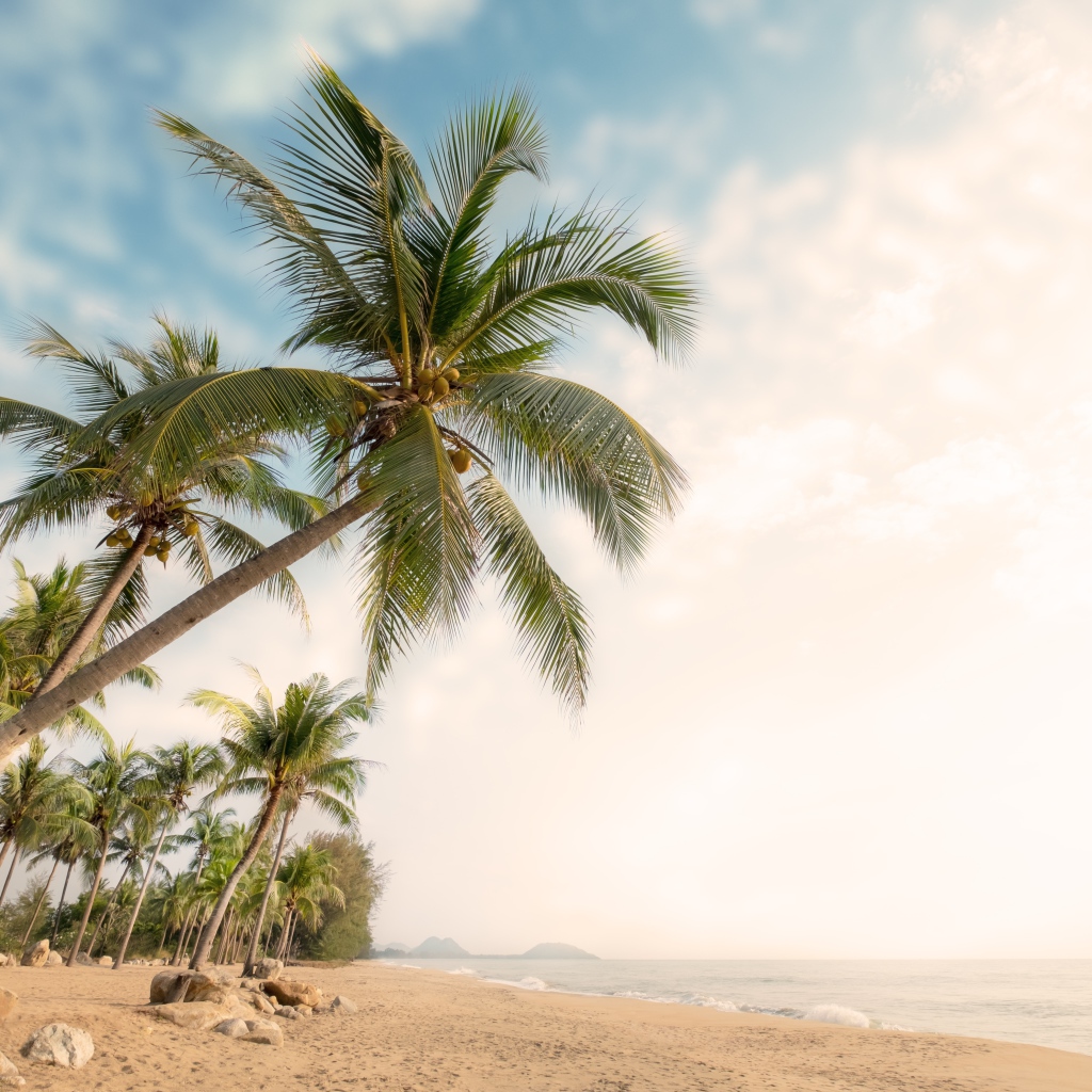 Зеленые пальмы с камнями на берегу океана летом