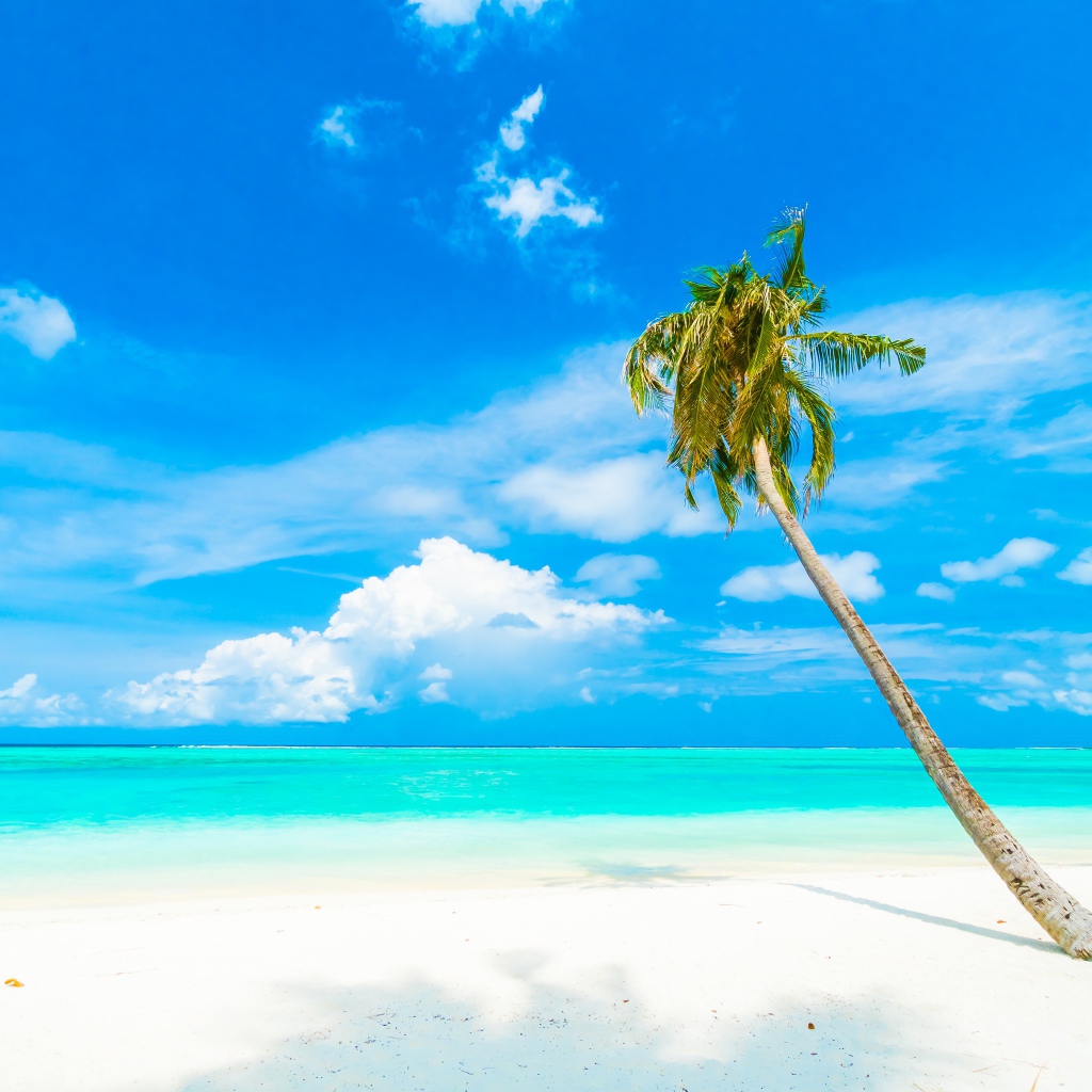 Пальма на белом песке на фоне океана