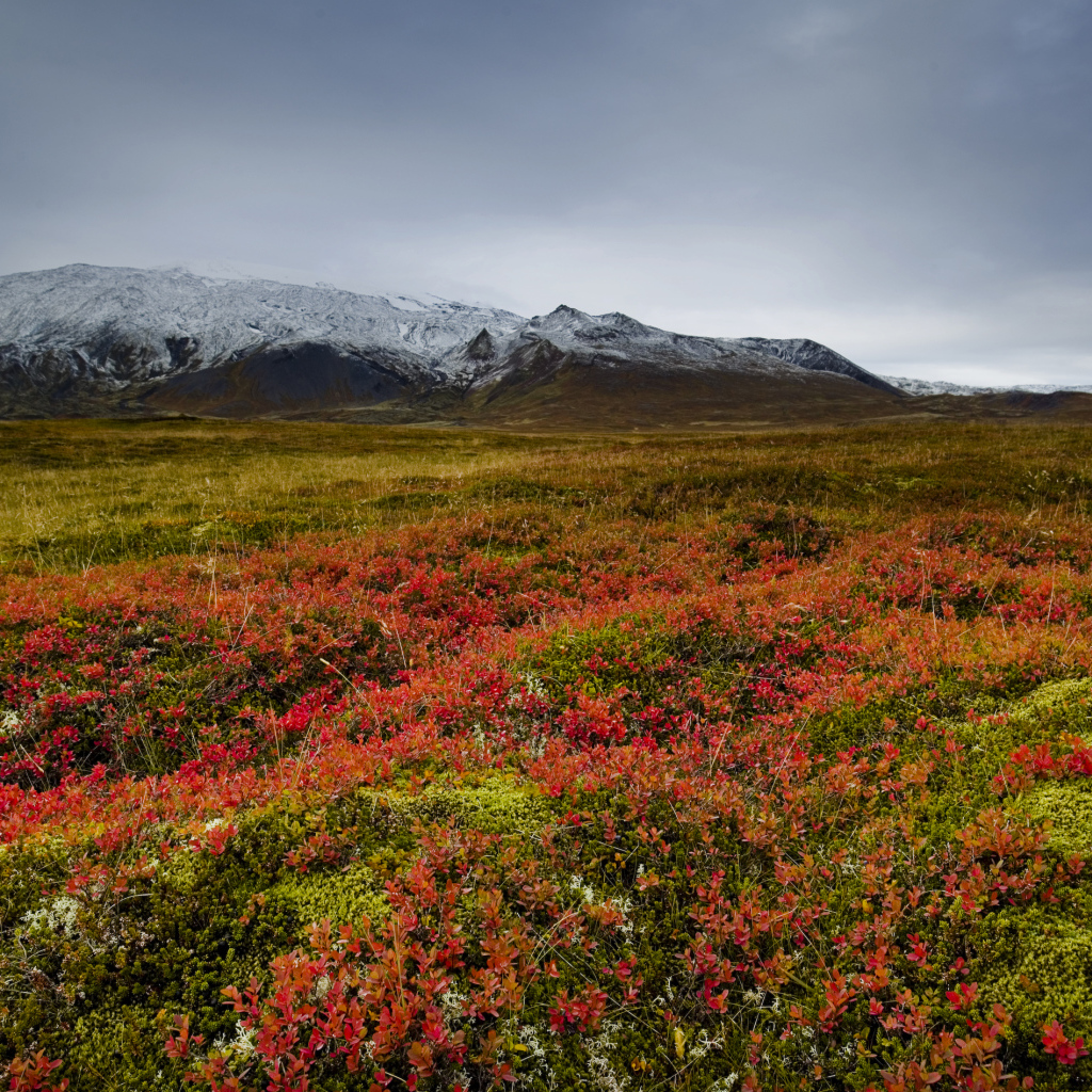 Поле на фоне заснеженной горы, Исландия