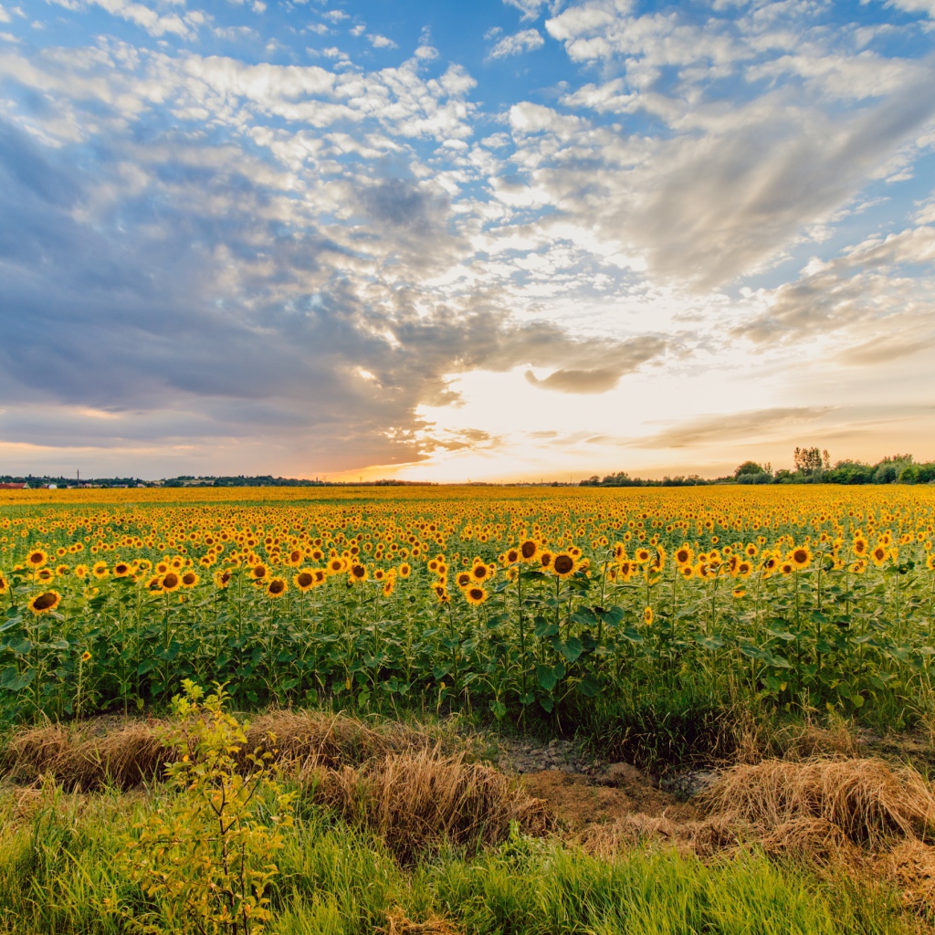 Поле цветущих подсолнухов под красивым небом