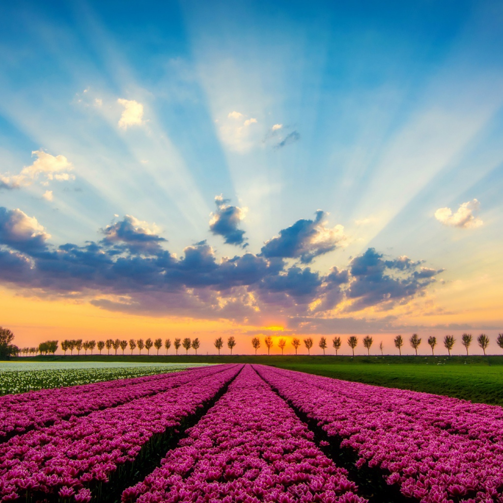 Поле белых и розовых тюльпанов под красивым небом с яркими лучами солнца на закате